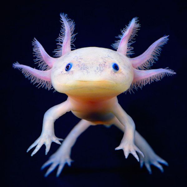 cute floating axolotl